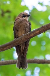 Old world flycatchers on brown tree branch