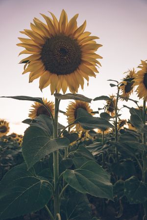 Sunflowers on background of blue sky