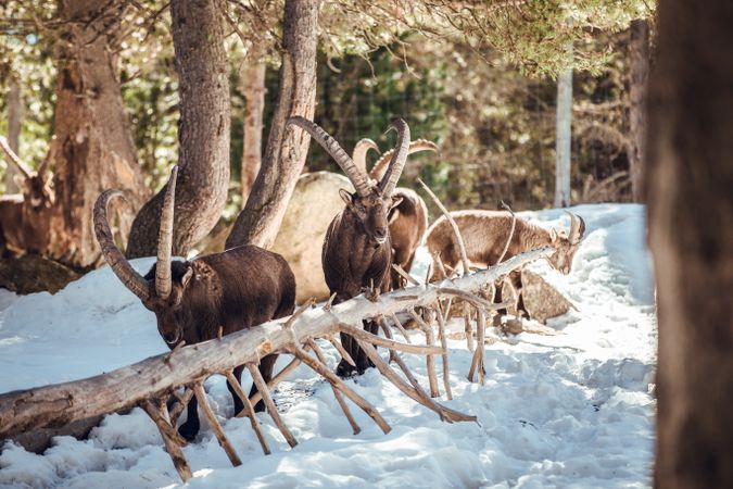 Wild goats pasturing near tree between snow