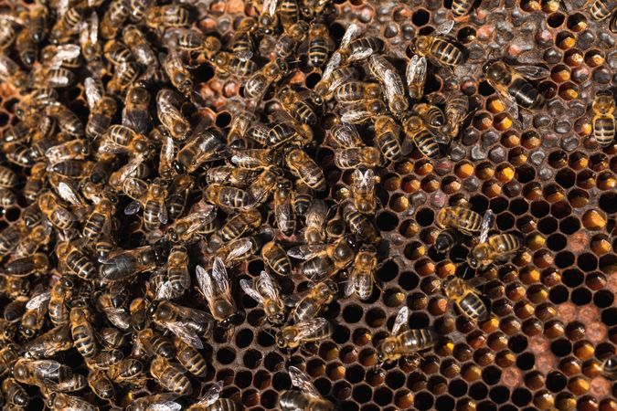 Bees on honeycomb in apiary