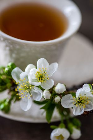 Close up of flowers in front of tea cup