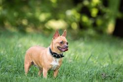 Brown chihuahua dog on green grass field during daytime