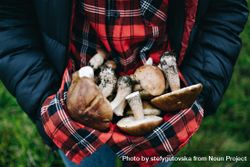 Foraged mushrooms being held in plaid shirt 4dXzd4