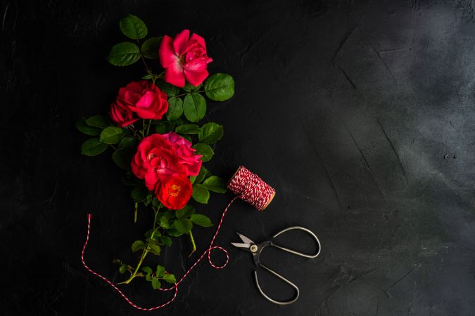 Floral frame concept with red roses on concrete background with string and garden scissors