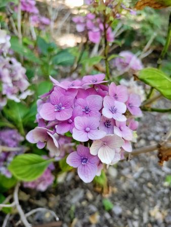 Hydrangea blooms with violet and purple petals