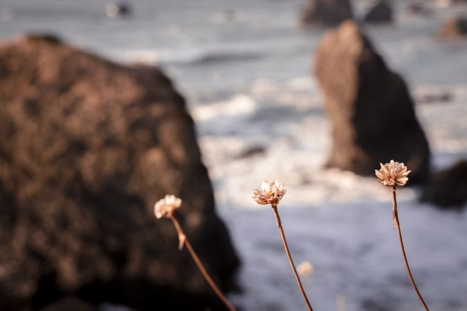 Close up of delicate plants with rocky coast in the background