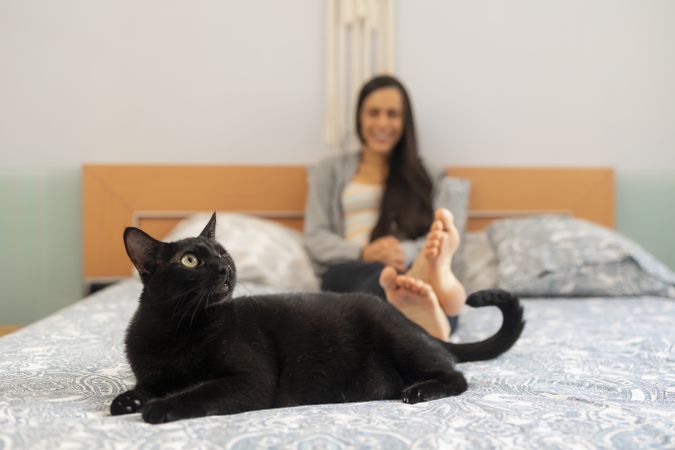 A small friendly cat looking up while lying on the bed, in the background, out of focus, is his owner