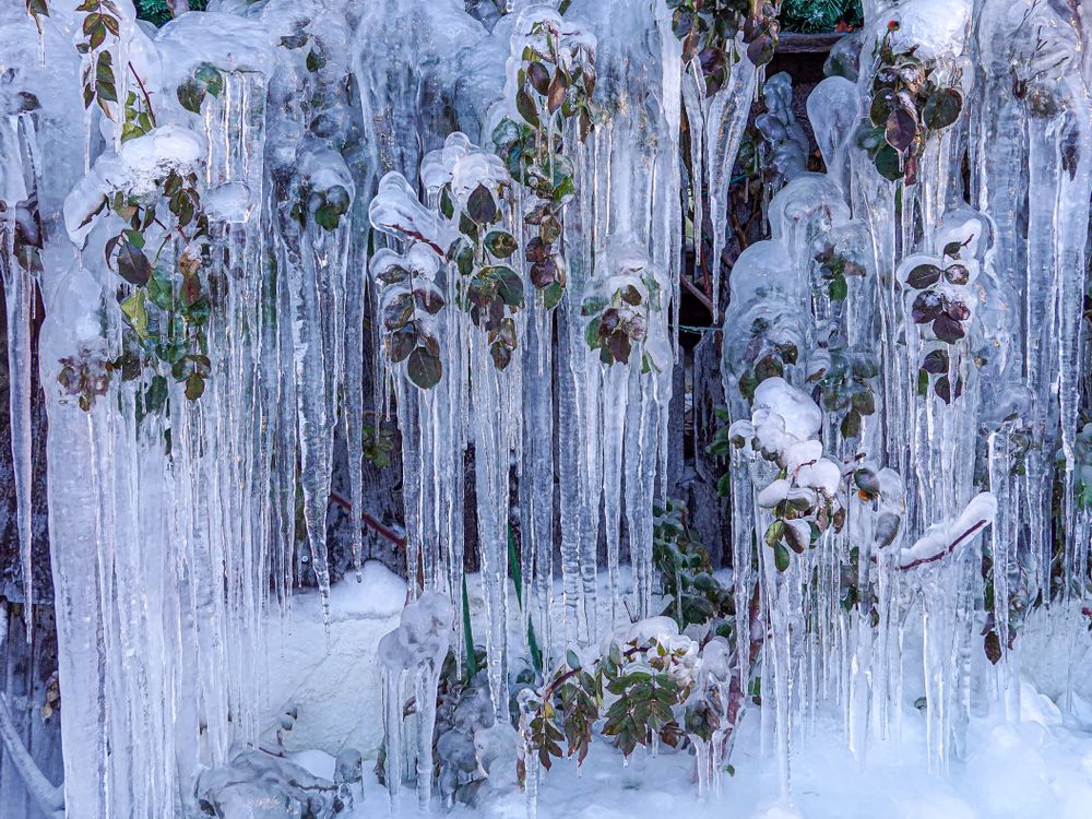Frozen rose hedge encased in ice formations, Rougemont
