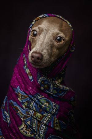 Italian Greyhound dog with scarf