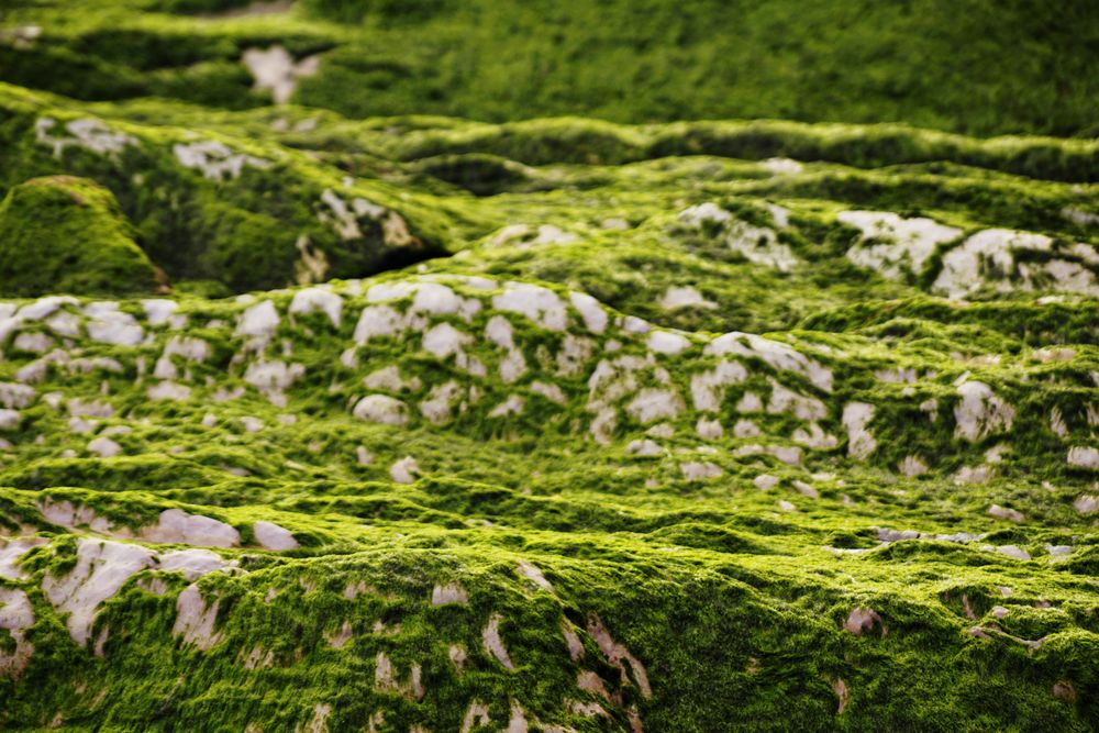 Stony hill covered with moss