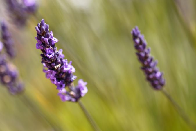 Lavender growing in the wild on sunny day with selective focus