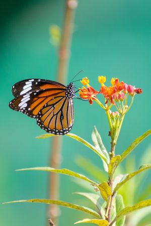 A beautiful orange Striped Tiger Butterfly perched on a bunch of flowers at a park in Mumbai, India