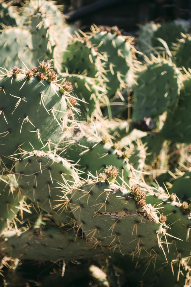 Close-up cactus
