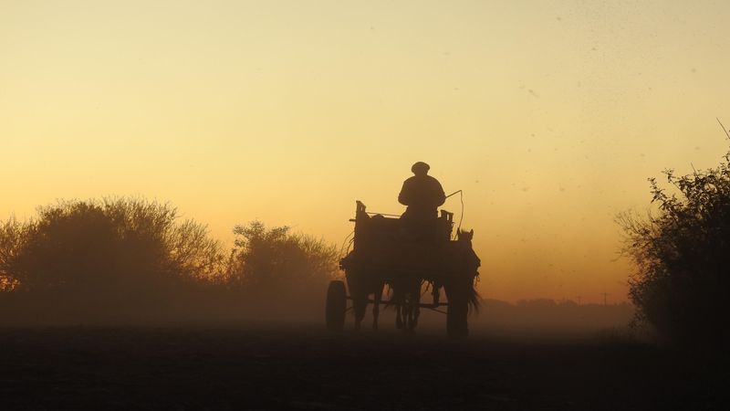 Silhouette of man riding horse during sunset