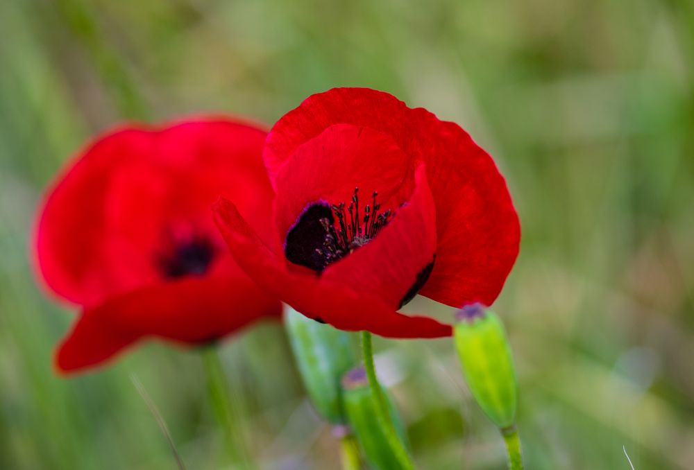 Summer poppy field