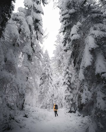 Person in orange jacket walking between snow covered trees