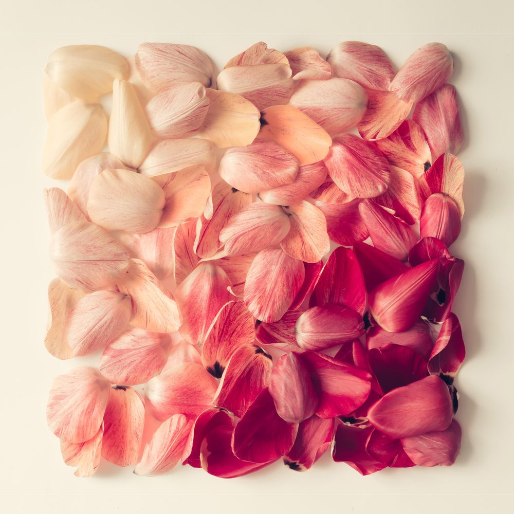 Tulip petals pattern in shape of a square