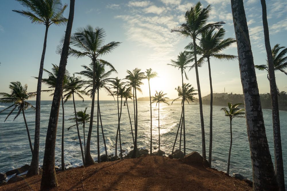Exotic ocean sandy hill with palms
