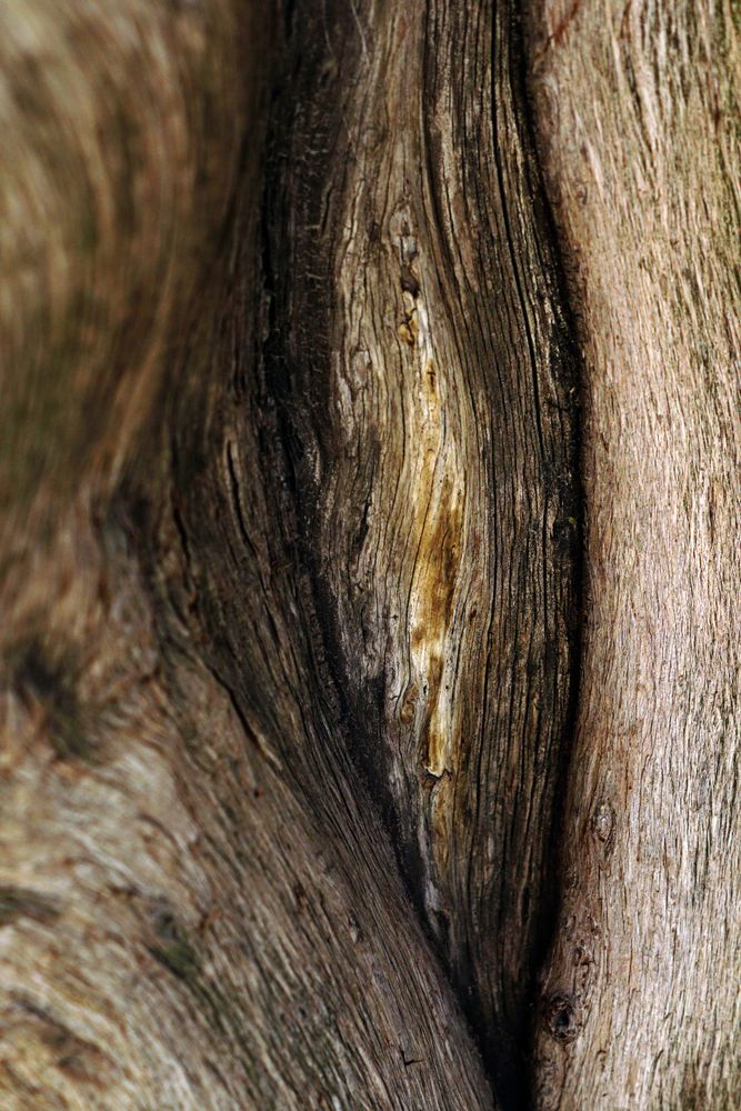 Texture of brown tree bark in nature