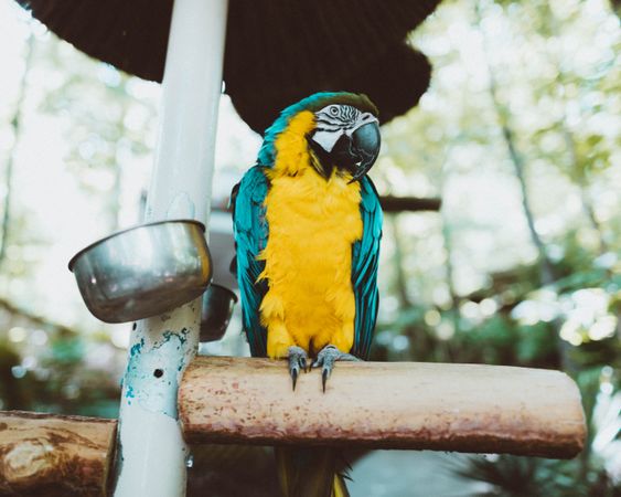 Blue and yellow macaw parrot  perched on metal post