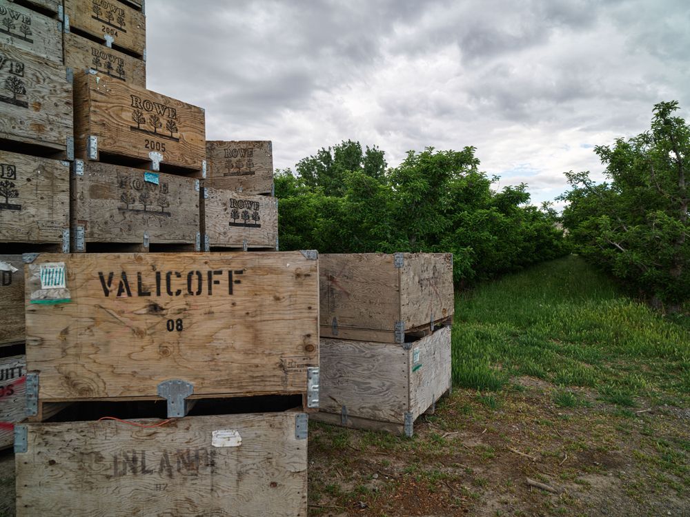Fruit boxes beside an orchard in the little town of Monitor, Washington