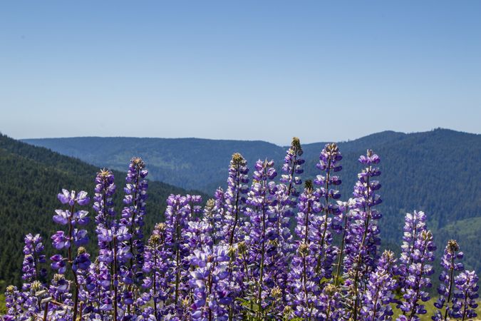 Side view of many purple flowers growing  in the hills