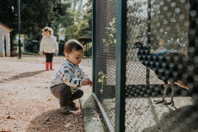 Toddler kneeling at a peacock in a cage