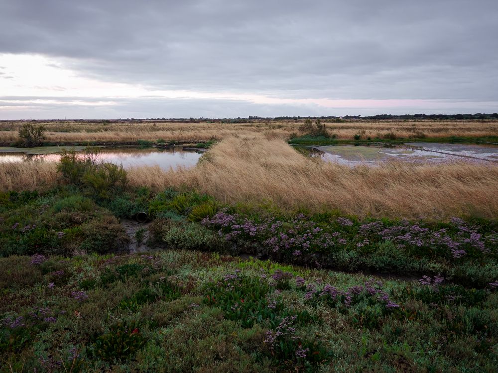 Grassland divide between marshes of Ile de Re, France