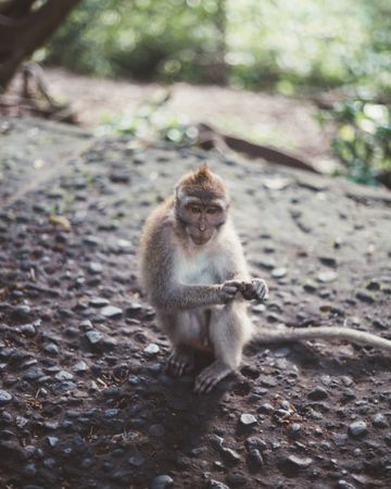 Cute monkey on stone ground in tropical woods