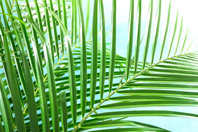 Beautiful palm leaves on light background, closeup. Exotic plant