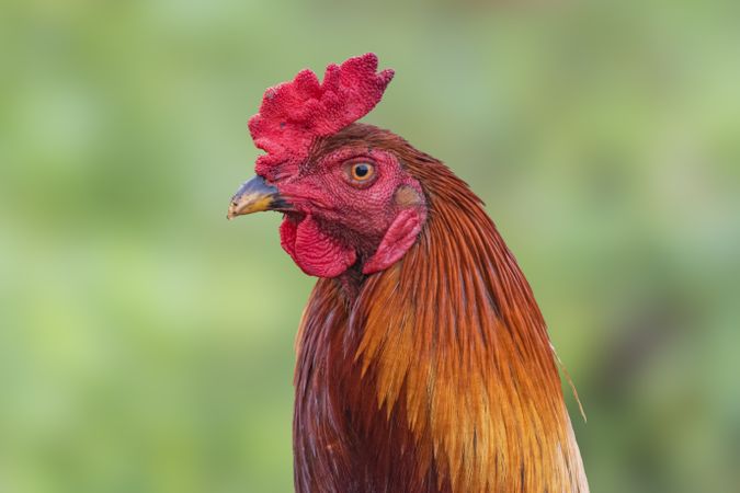 close up of single rooster chicken looking around in the farm