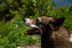 Side view dog in green field with flowers.