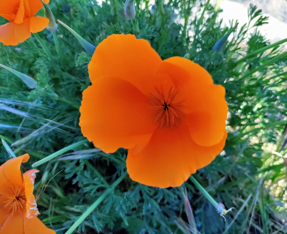 California poppy with orange petals and green stems