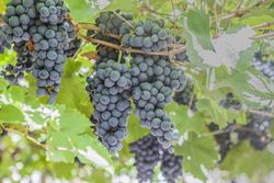 Ripe grapes hanging in vineyard in foliage
