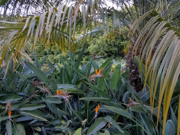 Jungle scene with bird-of-paradise and palms