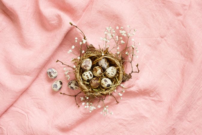 Top view of quail egg nest on pink background