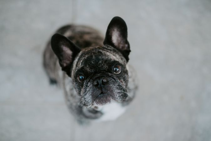 Adult bulldog on street