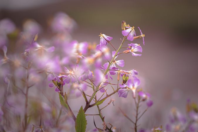 Dainty pink purply flowers growing in wild field