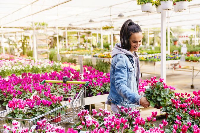 Content Hispanic woman choosing Cyclamen flowers