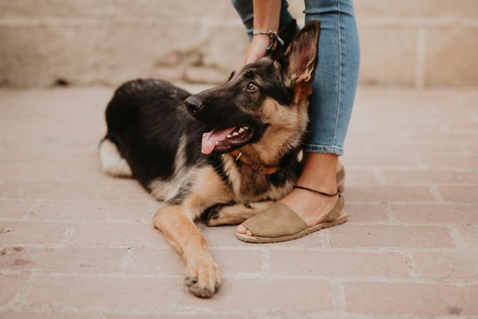 Adorable german shepherd with owner on street