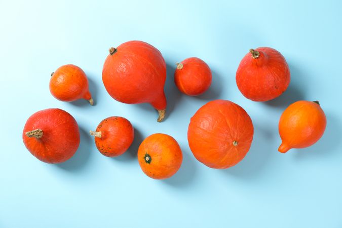 Composition with pumpkins on blue background, copy space