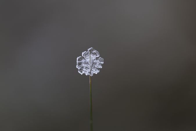 Close up of ice formation on foliage