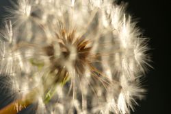 Dandelion Macro Shot