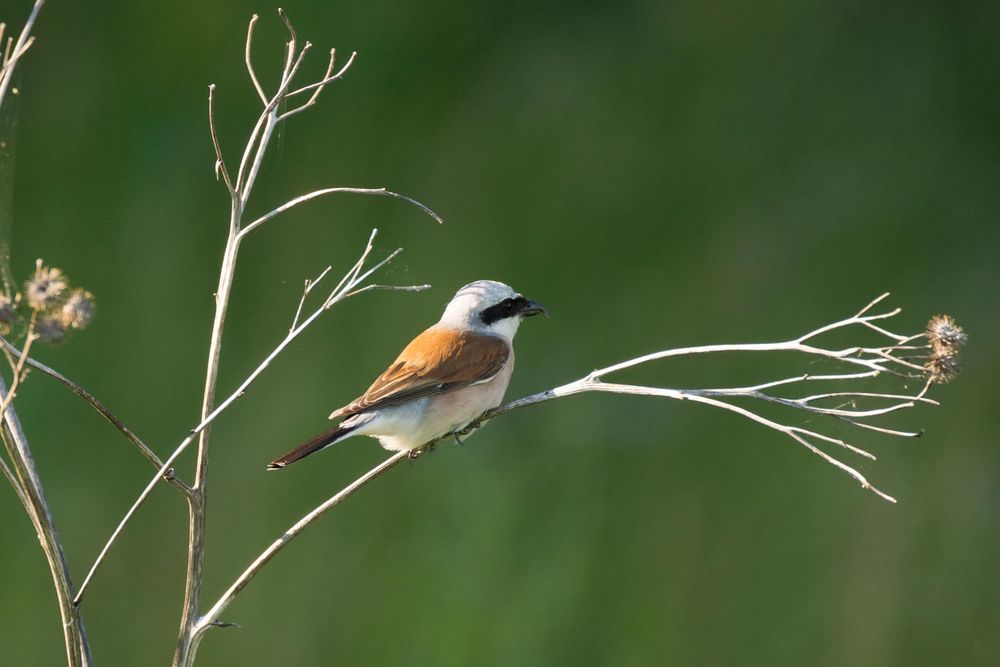 Long-tailed shrike on tree branch