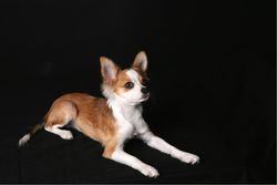 A long-haired Chihuahua is lying down against a dark background, looking up to the right