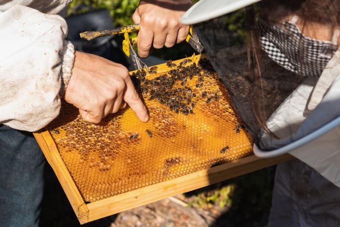 Beekeepers working in apiary in summer