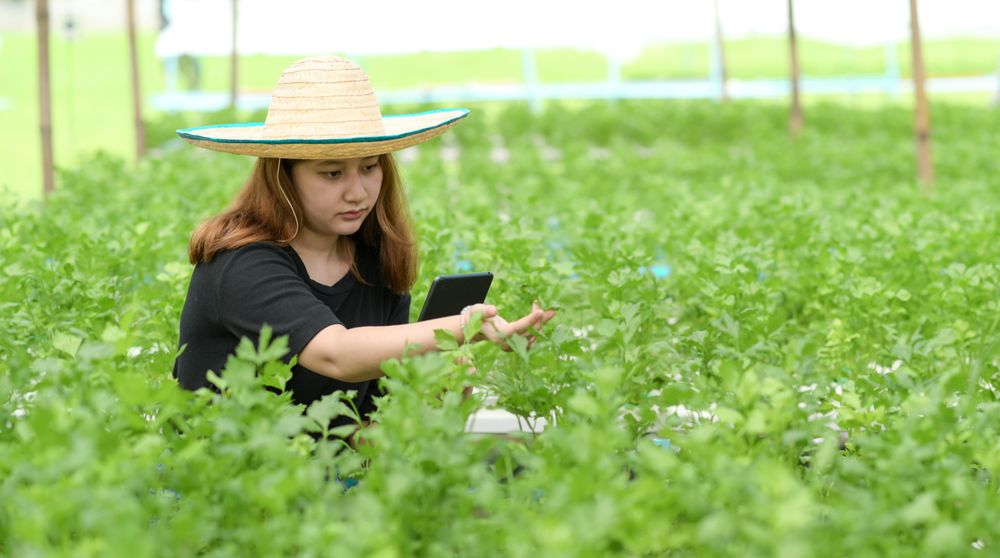 A woman farmer using a tablet is caring and inspecting vegetables in a greenhouse.