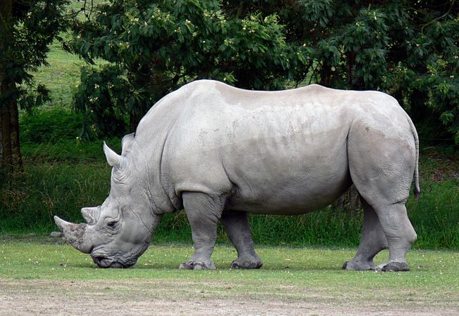 Side view of rhinoceros