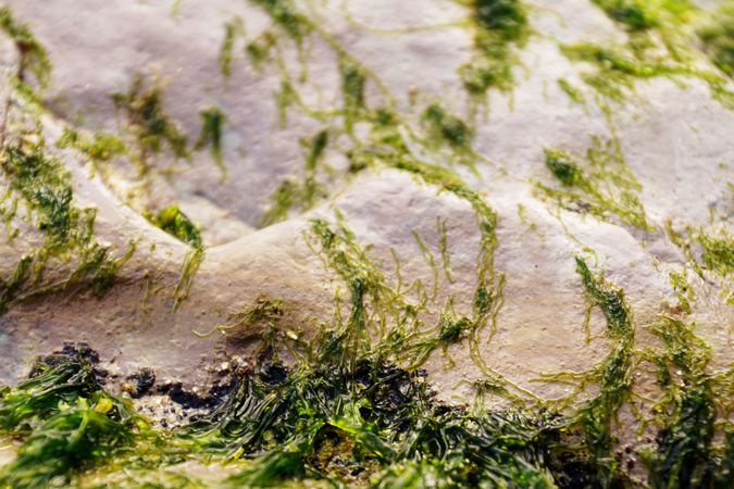 Wet algae on stone