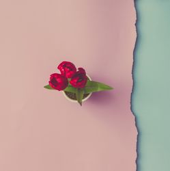 Close up shot of red flowers on pink blue background